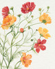 Warm Cosmos II Poster Print - Grace Popp
