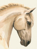 Golden Palomino I Poster Print - Grace Popp