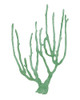 Coral Souvenirs II Poster Print - Grace Popp