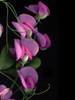 Flower Drama IV Poster Print - Judy Stalus
