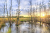 Sunrise Swamp Poster Print - Kim Curinga