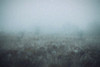 Blue Mist Poster Print - Kim Curinga