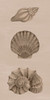 Shells on Sepia II Poster Print - Grace Popp