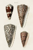 Cone Shell Collection I Poster Print - Unknown