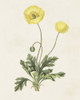 Flowers of the Seasons XII Poster Print - Unknown