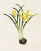 Flowers of the Seasons VI Poster Print - Unknown