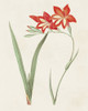 Flowers of the Seasons IV Poster Print - Unknown