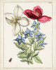 Dutch Florals IX Poster Print - Unknown