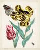 Dutch Florals VII Poster Print - Unknown