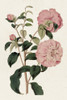 Pink Floral Mix IV Poster Print - Ridgeway