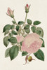 Pink Floral Mix II Poster Print - Ridgeway