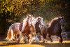 Sunlit Horses III Poster Print - PHBurchett