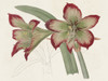 Amaryllis Varietals IV Poster Print - Ridgeway
