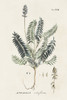 Astragalorum IV Poster Print - Martini