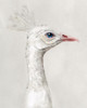 Alpine Peacock I Poster Print - Grace Popp