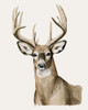 Handsome Whitetail I Poster Print - Grace Popp