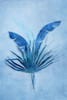Tropical Night in Blue II Poster Print - Andrea Haase