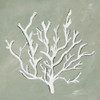 White Coral II Poster Print - Nola James