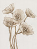 Poppies in Sepia II Poster Print - Tim OToole