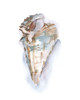 Pastel Shell Collection IV Poster Print - Ethan Harper