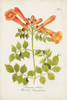 Tropical Trumpet Flowers III Poster Print - Unknown