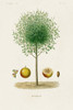 Antique Tree with Fruit VII Poster Print - Unknown