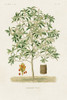 Antique Tree with Fruit VI Poster Print - Unknown
