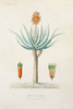 Antique Tree with Fruit I Poster Print - Unknown