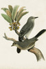 Antique Bird Trio I Poster Print - Unknown