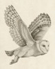 Night Owl II Poster Print - Grace Popp