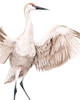 Whooping Crane I Poster Print - Grace Popp