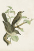 Antique Bird Trio III Poster Print - Unknown