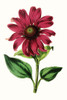 Paxton Florals VI Poster Print - Paxton
