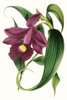 Paxton Florals V Poster Print - Paxton