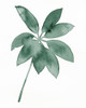 Indoor Plant Press IV Poster Print - Grace Popp