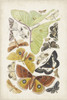 Antique Moths I Poster Print - Unknown