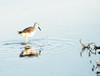 Sandpiper Reflection Poster Print - Gail Peck