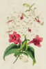 Paxton Botanical Pairing VI Poster Print - Paxton