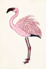 Striking Flamingo II Poster Print - Naomi McCavitt