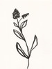 Ink Botanical Sketch VI Poster Print - J. Holland