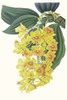 Paxton Tropicals VIII Poster Print - Paxton