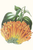 Paxton Tropicals VII Poster Print - Paxton
