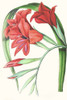 Paxton Tropicals V Poster Print - Paxton