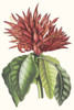 Paxton Tropicals VI Poster Print - Paxton