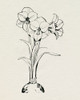 Christmas Amaryllis I Poster Print - Grace Popp