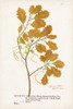 Nature Printed Ferns III Poster Print - Unknown