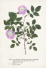 Nature Printed Botanicals X Poster Print - Unknown