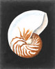 Graphic Nautilus Poster Print - Michael Willett