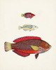 Colorful Tropical Fish II Poster Print - Unknown
