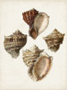 Sowerby Shells I Poster Print - James Sowerby